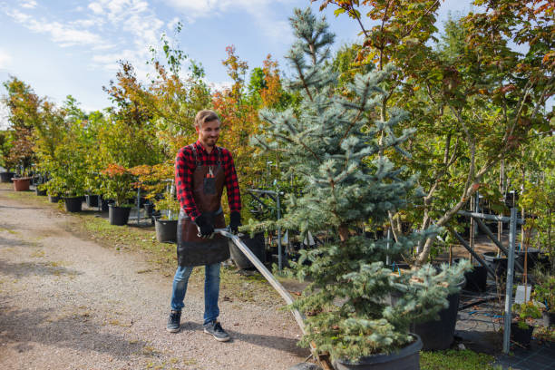 How Our Tree Care Process Works  in Duncannon, PA